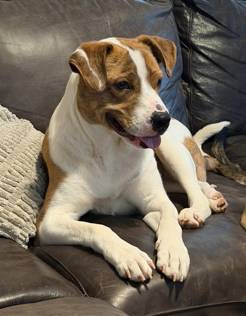 Rudy, Adoptable, Young Male Pit Bull Terrier.