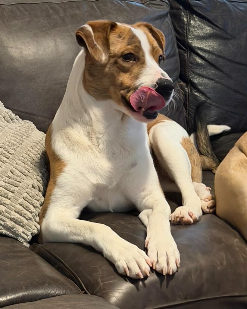 Enlarge Rudy, a Adoptable Pit Bull Terrier in Walnutport, PA image 2/3