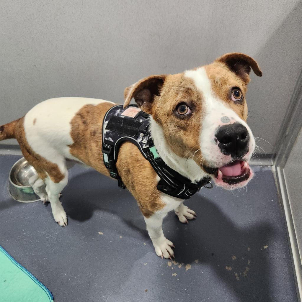 Enlarge Rudy, a Adoptable Pit Bull Terrier in Walnutport, PA image 3/3