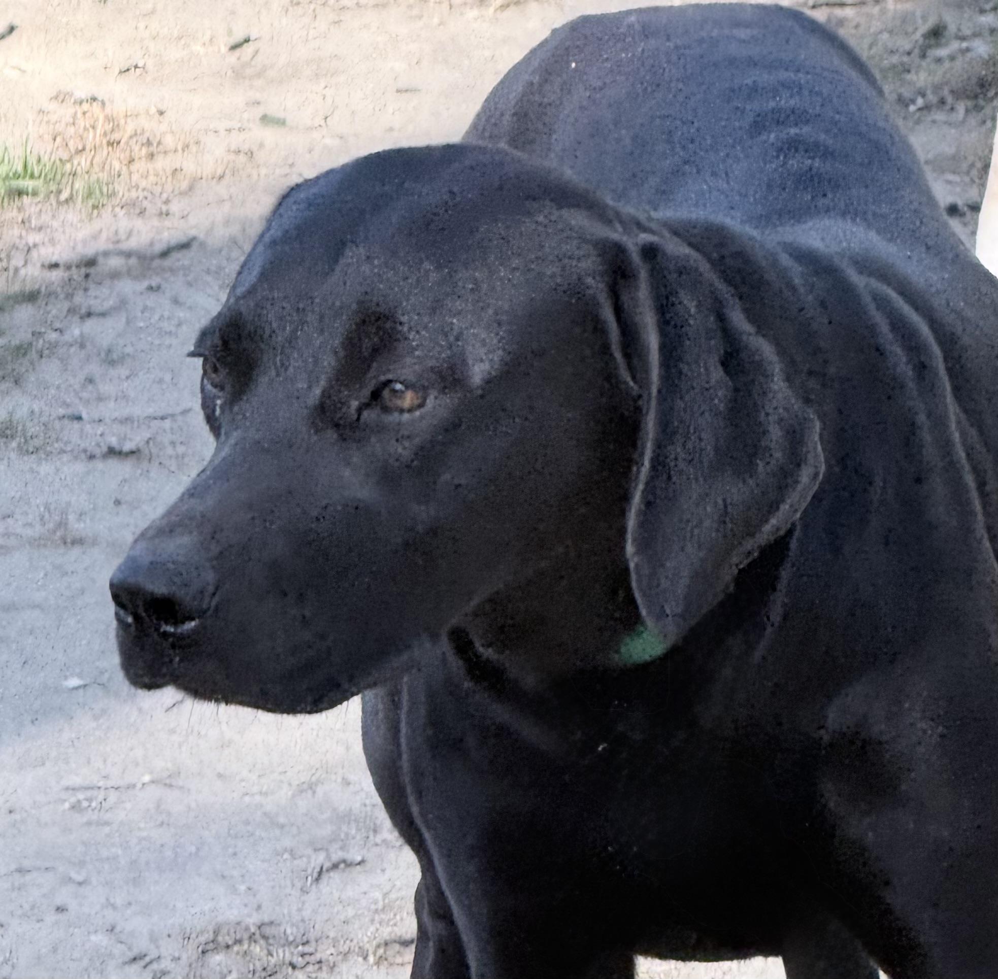 Julie, Adoptable, Young Female Labrador Retriever.