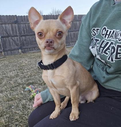 Paco, Adoptable, Adult Male Chihuahua.