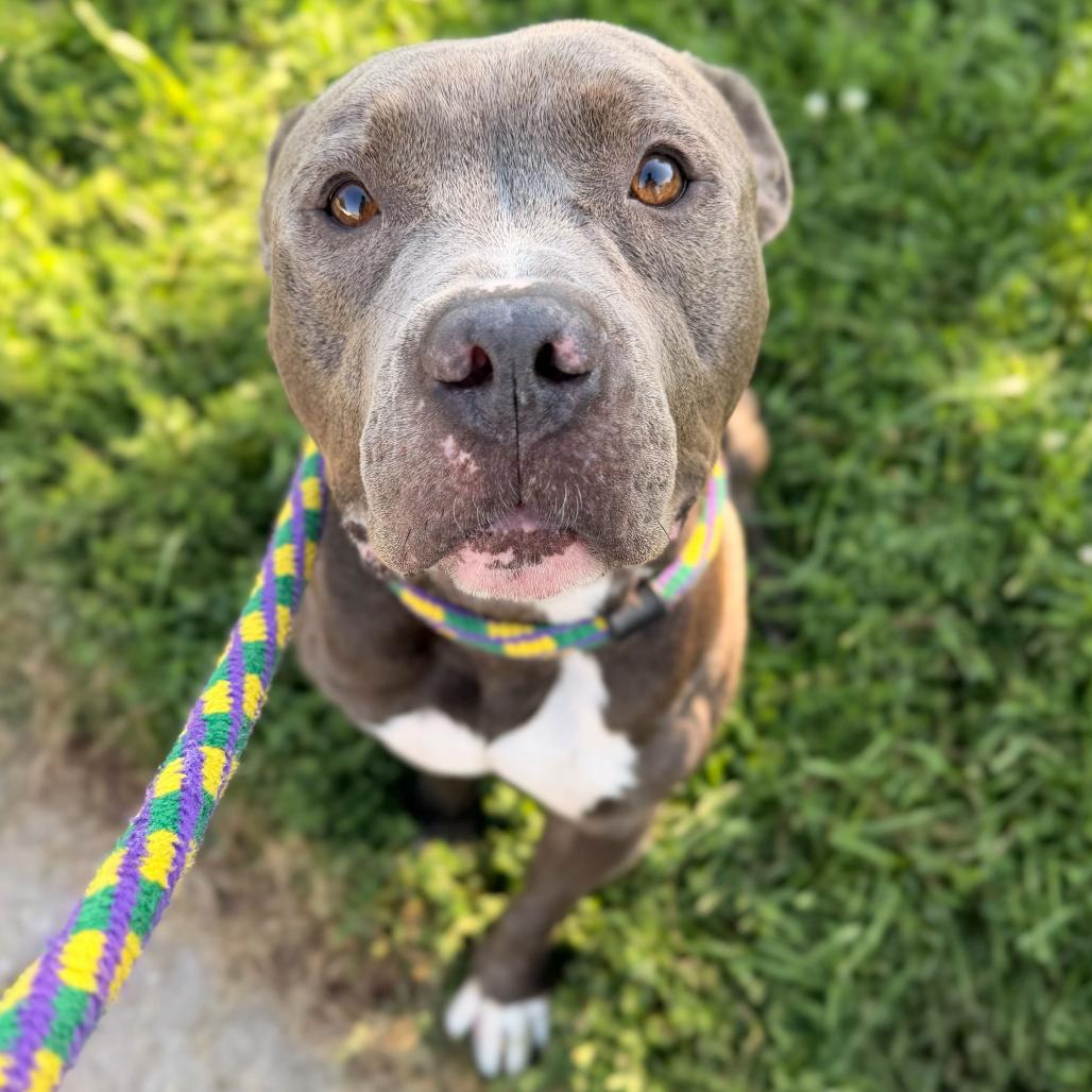 Enlarge Gojo, a Adoptable Mixed Breed in Davenport, IA image 1/6