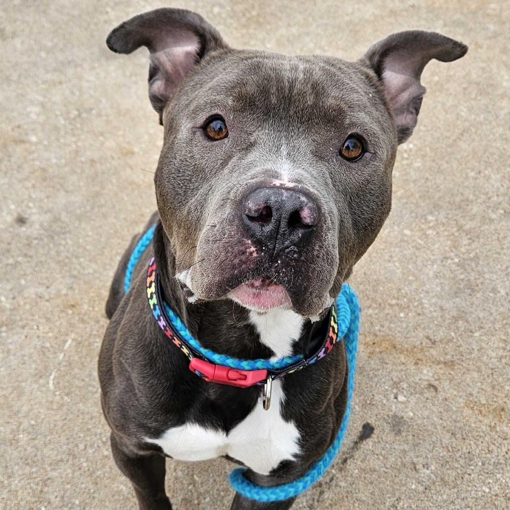 Enlarge Gojo, a Adoptable Mixed Breed in Davenport, IA image 2/6