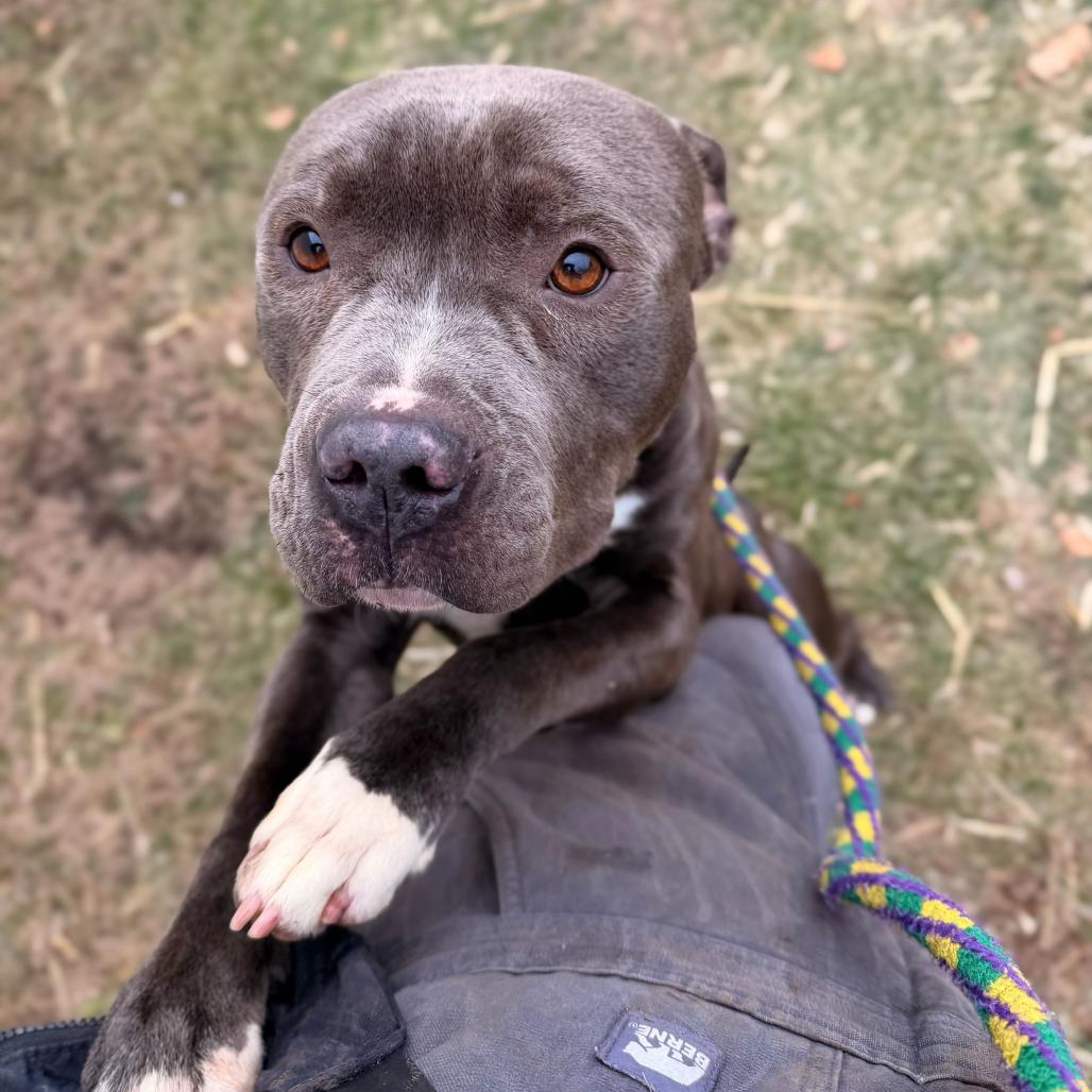 Enlarge Gojo, a Adoptable Mixed Breed in Davenport, IA image 3/6