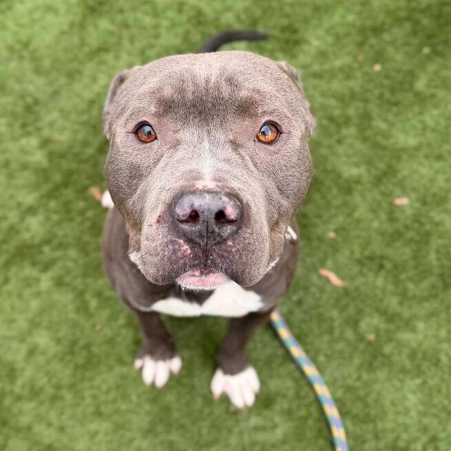 Enlarge Gojo, a Adoptable Mixed Breed in Davenport, IA image 4/6