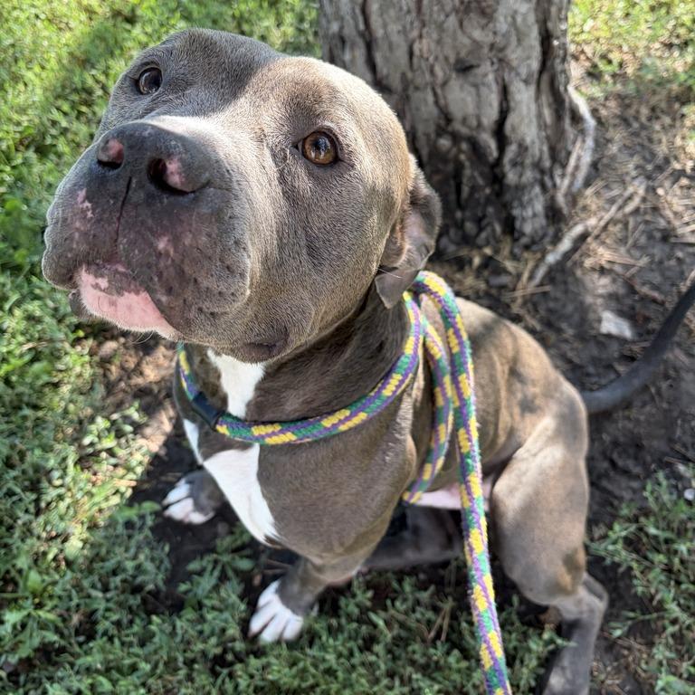 Enlarge Gojo, a Adoptable Mixed Breed in Davenport, IA image 5/6