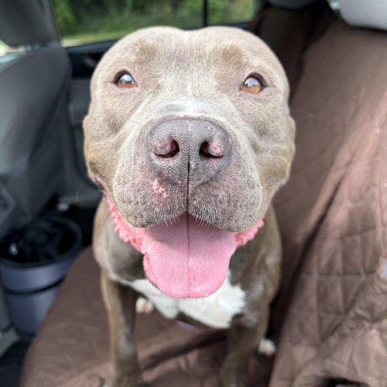 Enlarge Gojo, a Adoptable Mixed Breed in Davenport, IA image 6/6