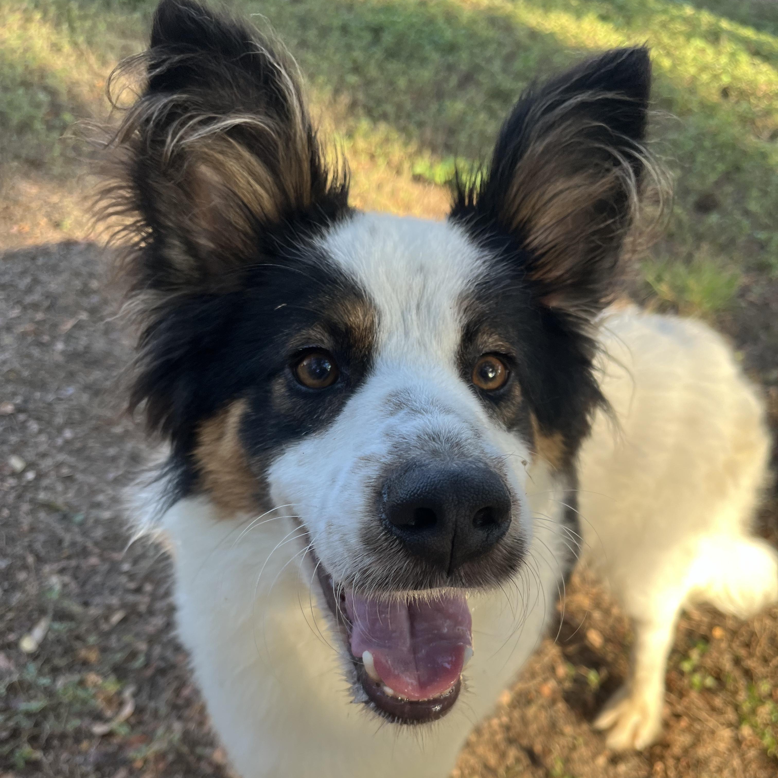Enlarge Yoda, a Adoptable mixed breed in Bulverde, TX image 4/5