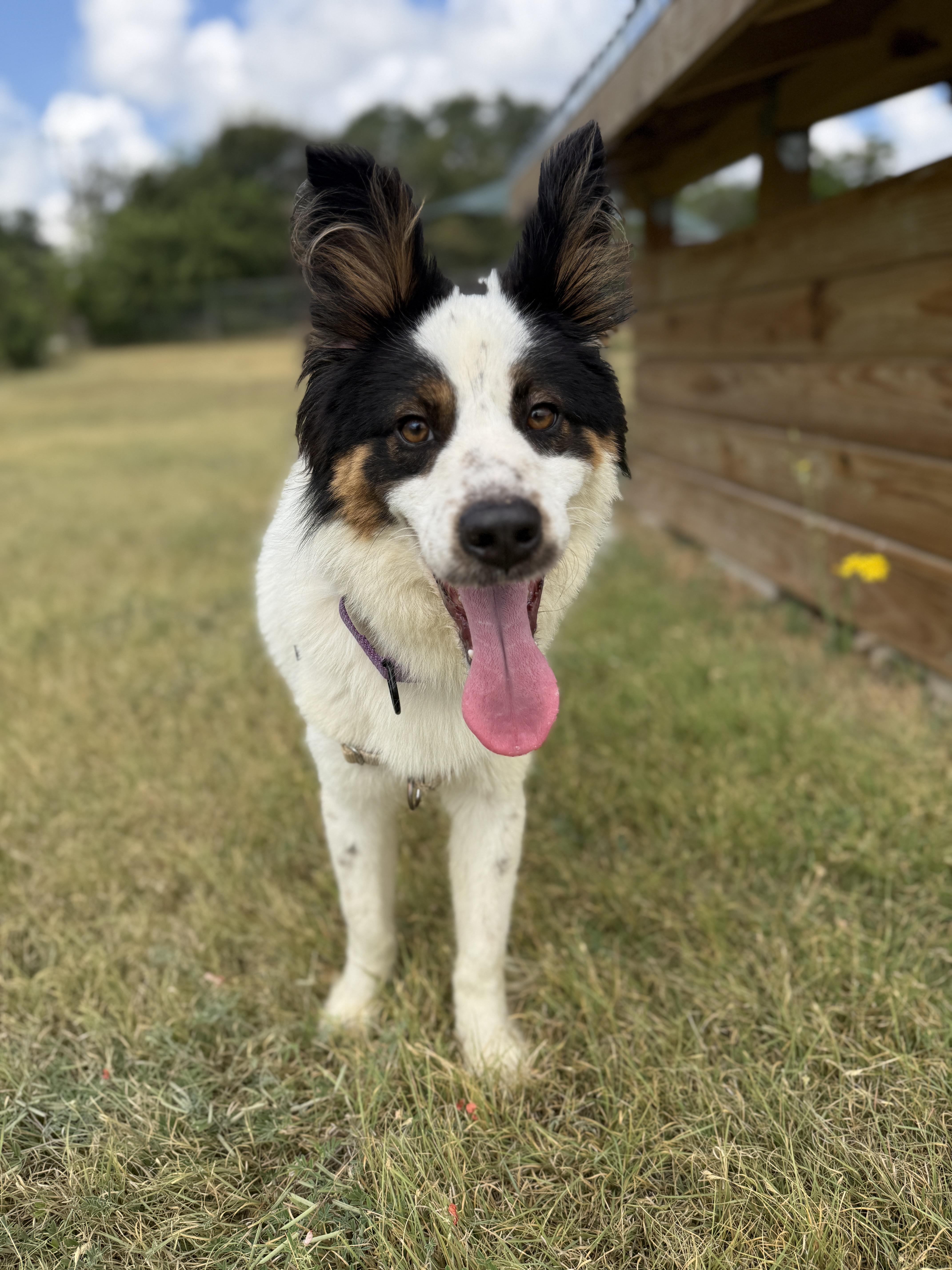 Enlarge Yoda, a Adoptable mixed breed in Bulverde, TX image 3/5
