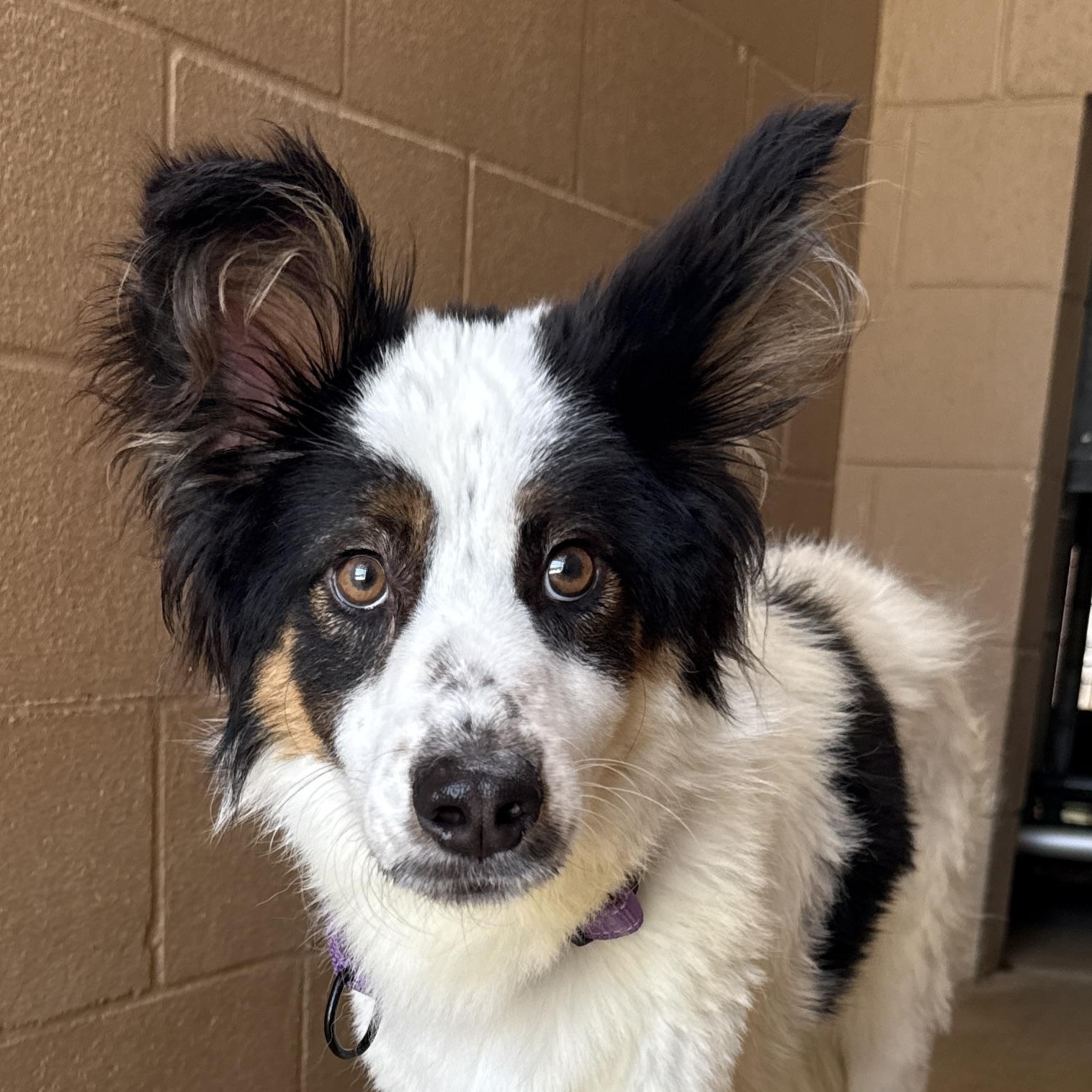 Enlarge Yoda, a Adoptable mixed breed in Bulverde, TX image 1/5