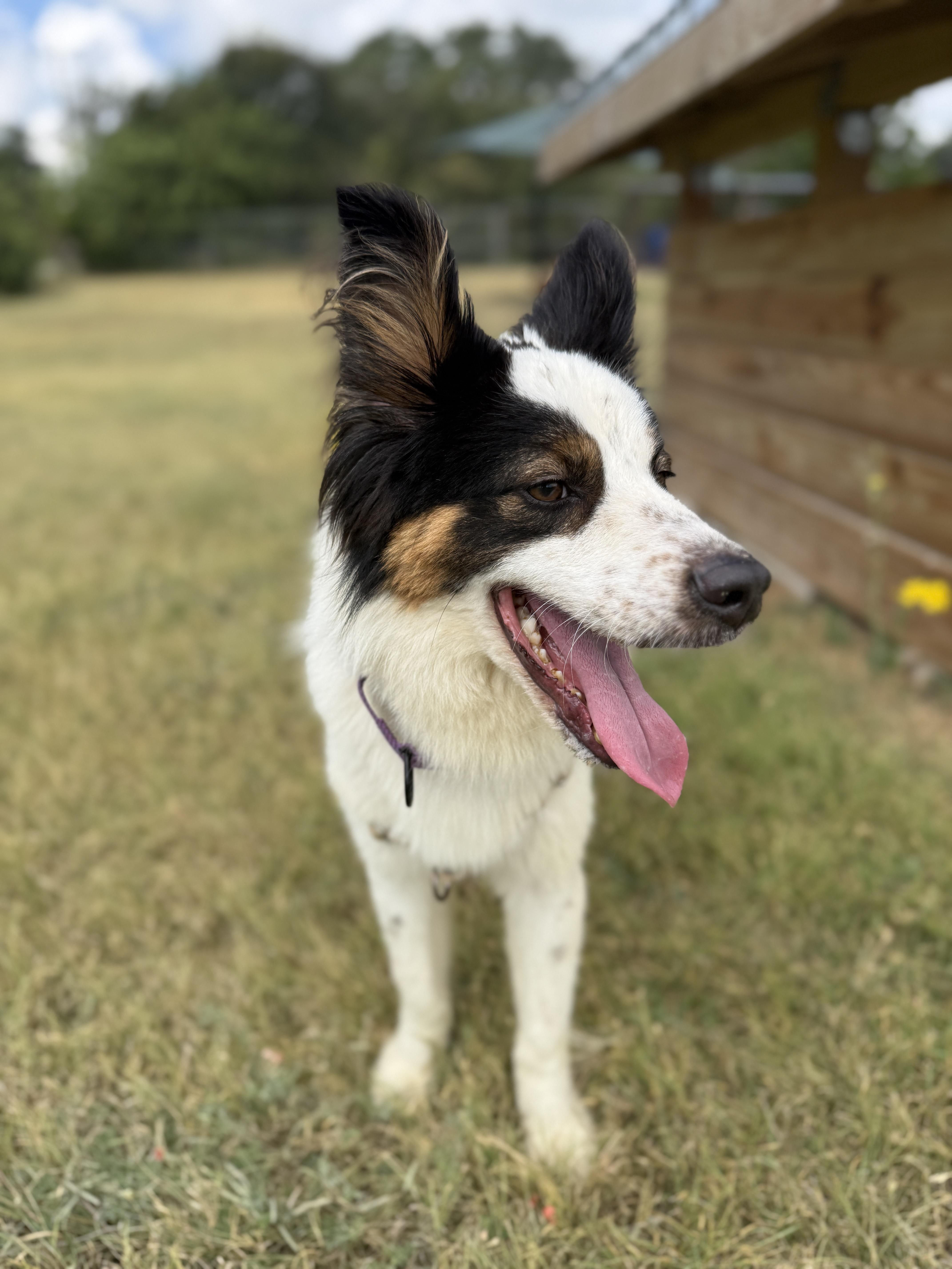 Enlarge Yoda, a Adoptable mixed breed in Bulverde, TX image 2/5