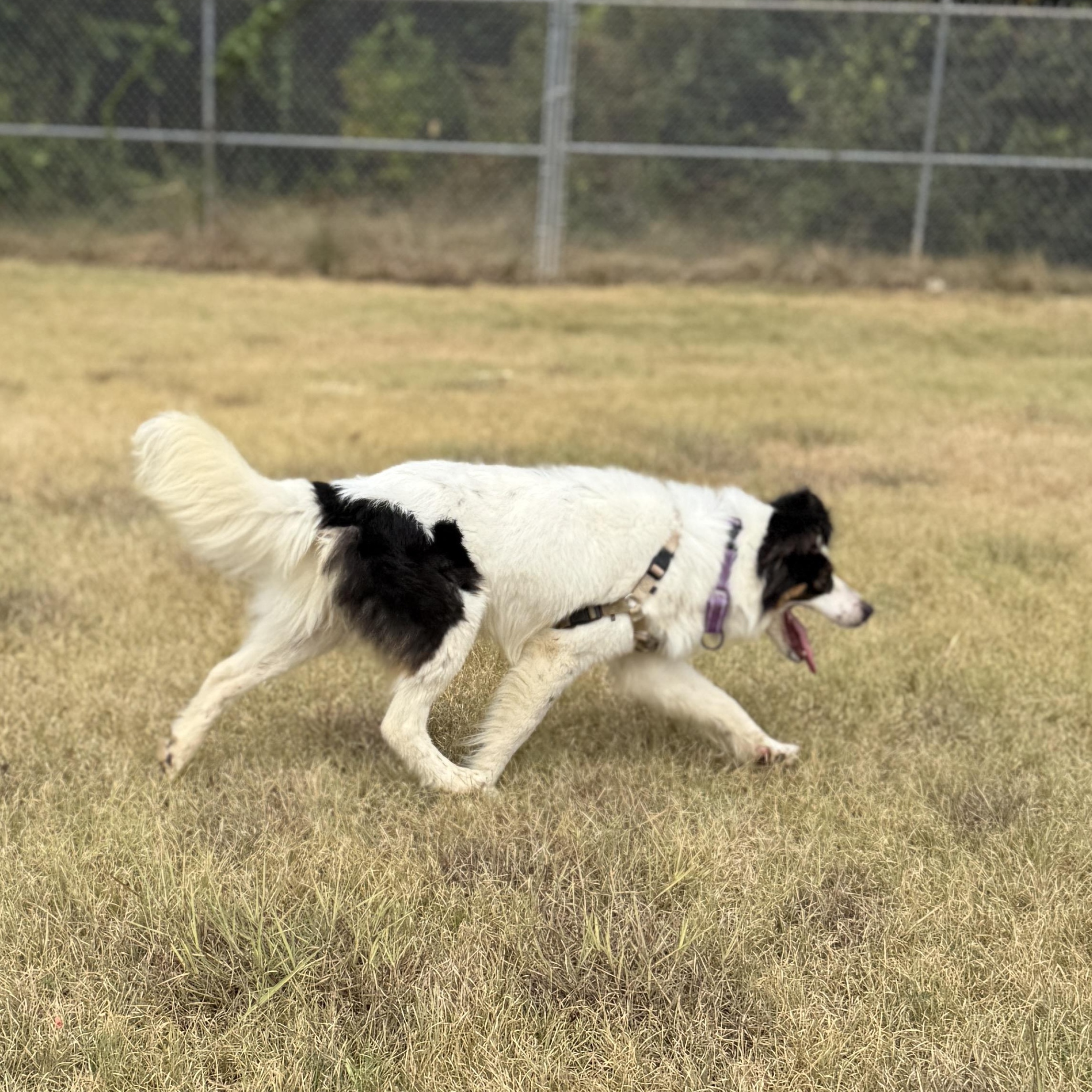 Enlarge Yoda, a Adoptable mixed breed in Bulverde, TX image 5/5