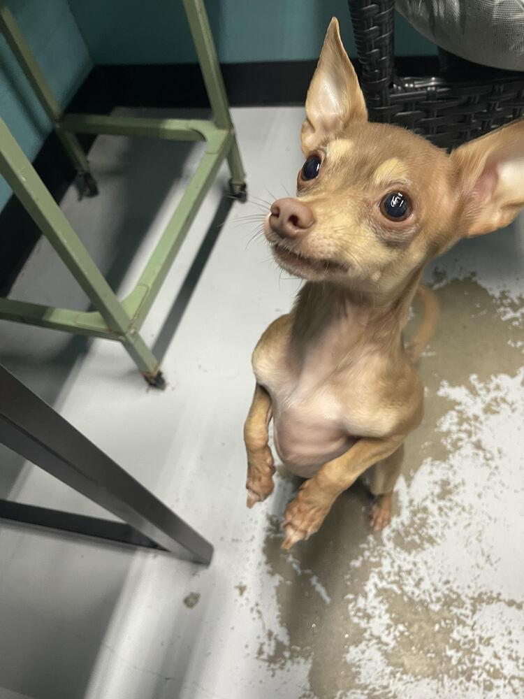 Scooter, a Adopted Chihuahua in Chattanooga, TN image 1/3
