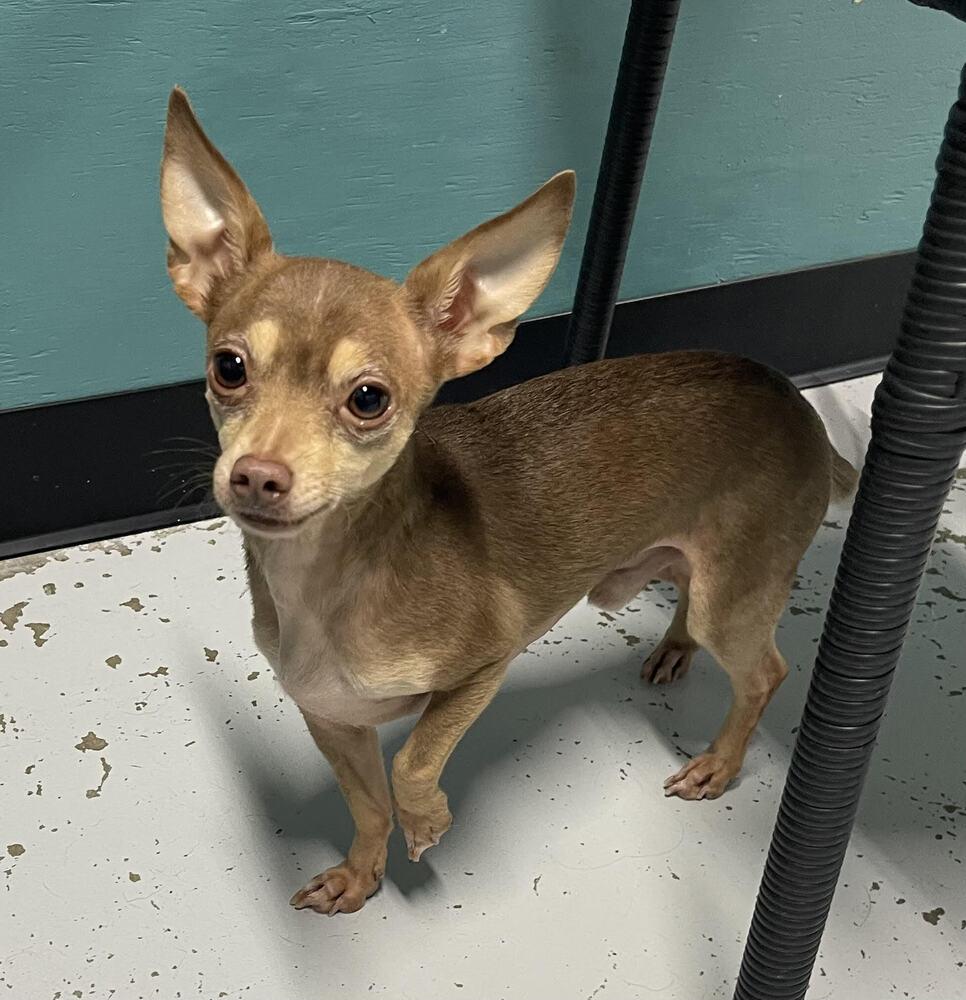 Scooter, a Adopted Chihuahua in Chattanooga, TN image 2/3