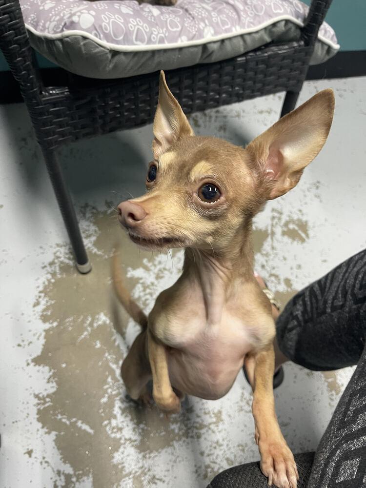 Scooter, a Adopted Chihuahua in Chattanooga, TN image 3/3