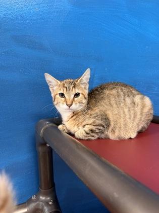 Mini, Adoptable, Kitten Female Domestic Short Hair.