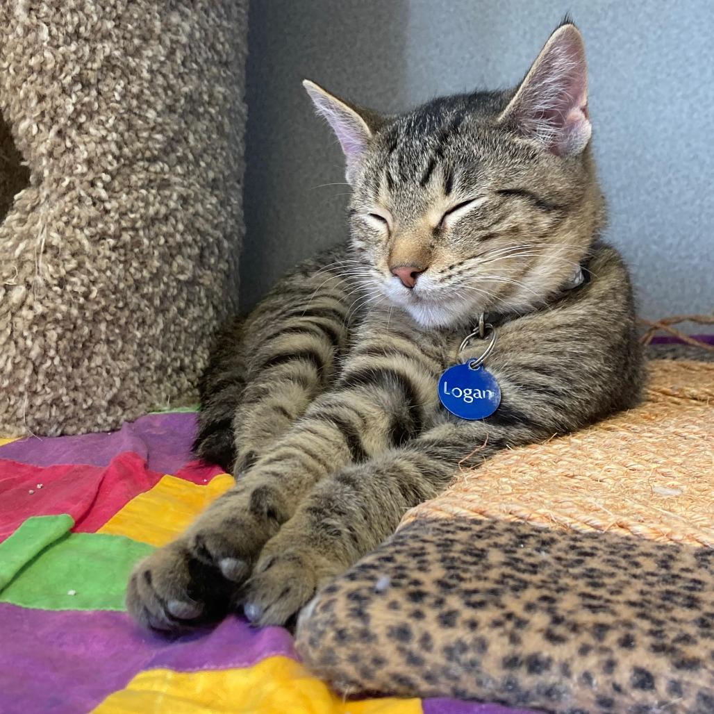 Logan, a Adoptable Domestic Short Hair in Buffalo, WY image 1/2