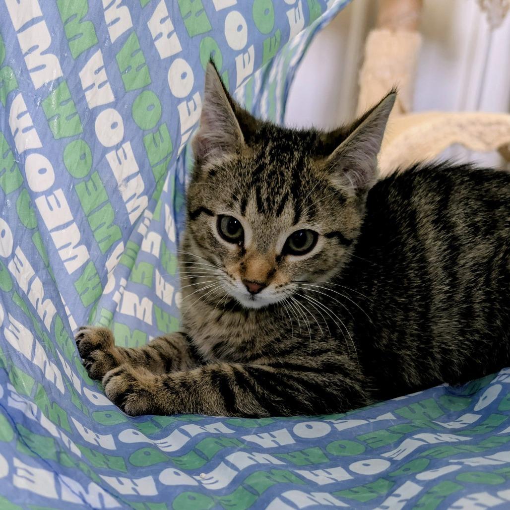 Logan, a Adoptable Domestic Short Hair in Buffalo, WY image 2/2