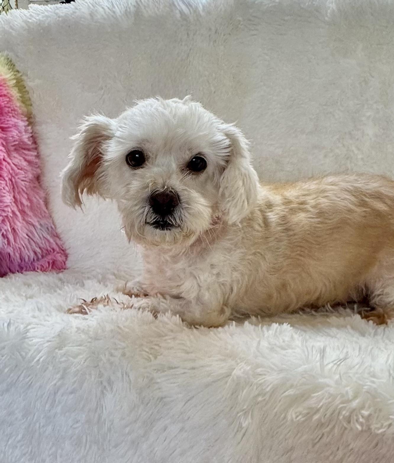 Enlarge Honey, an adopted mixed breed in Lake Worth, FL image 2/4