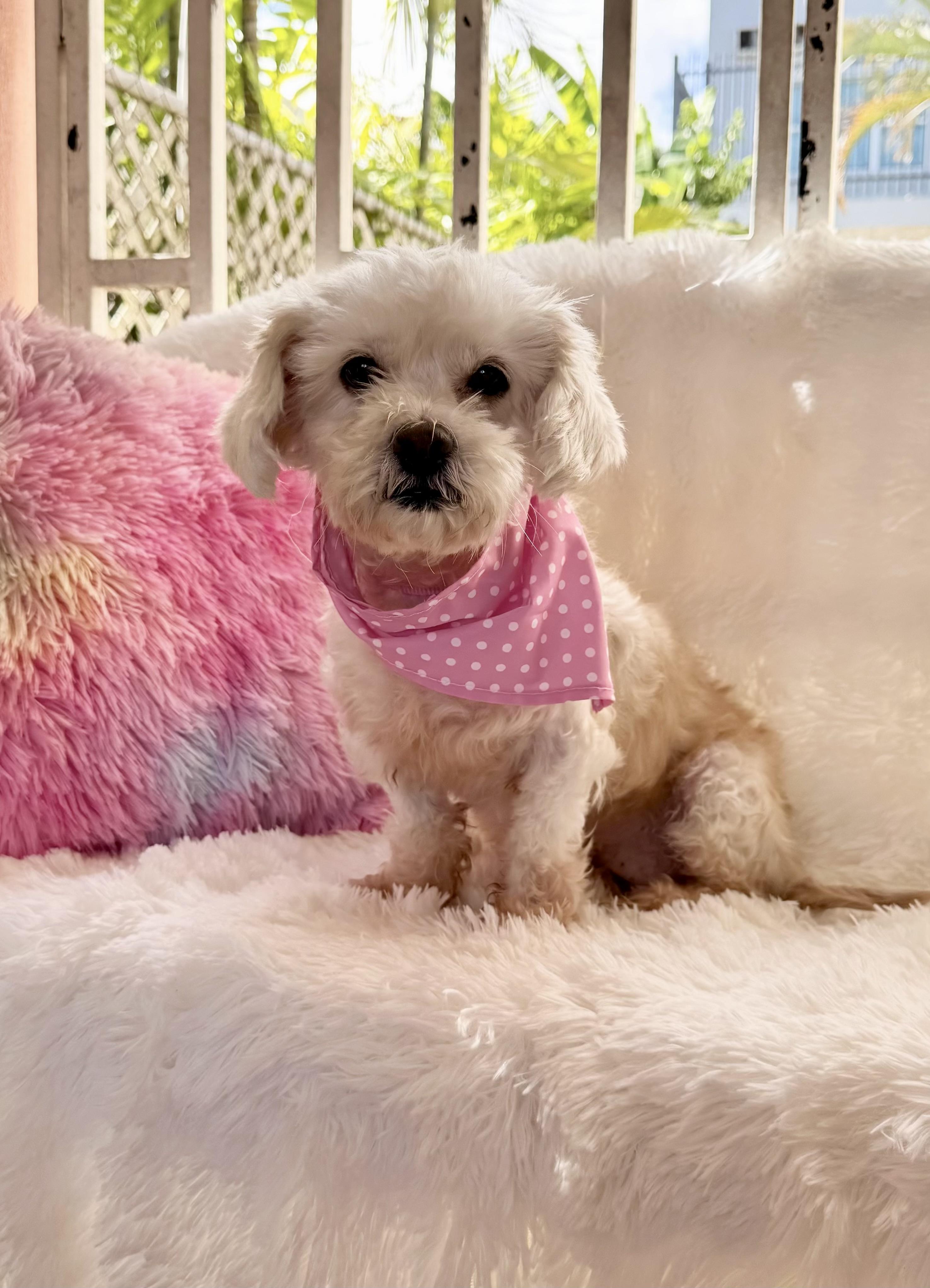 Enlarge Honey, an adopted mixed breed in Lake Worth, FL image 4/4