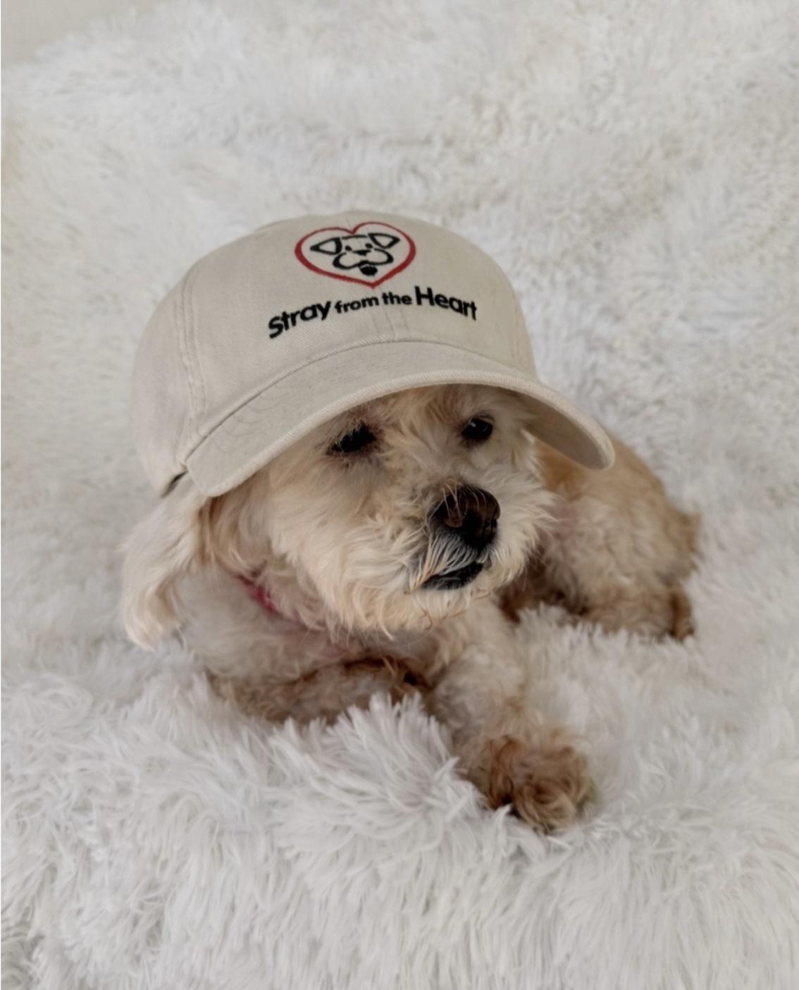 Enlarge Honey, an adopted mixed breed in Lake Worth, FL image 3/4