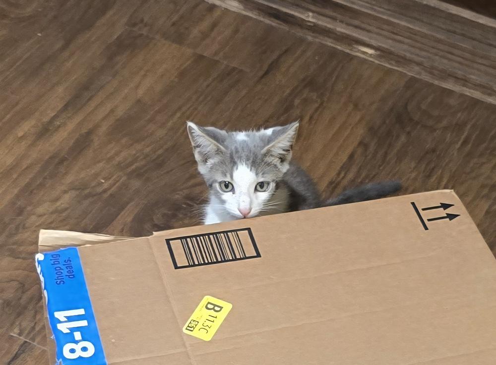 Ash, Adoptable, Kitten Male Domestic Short Hair.