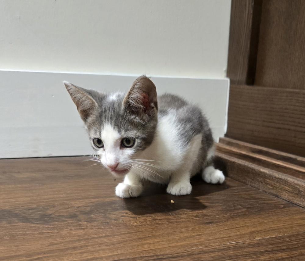 Enlarge Ash, a Adoptable Domestic Short Hair in Ruskin, FL image 2/3