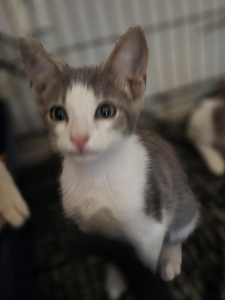 Enlarge Ash, a Adoptable Domestic Short Hair in Ruskin, FL image 3/3