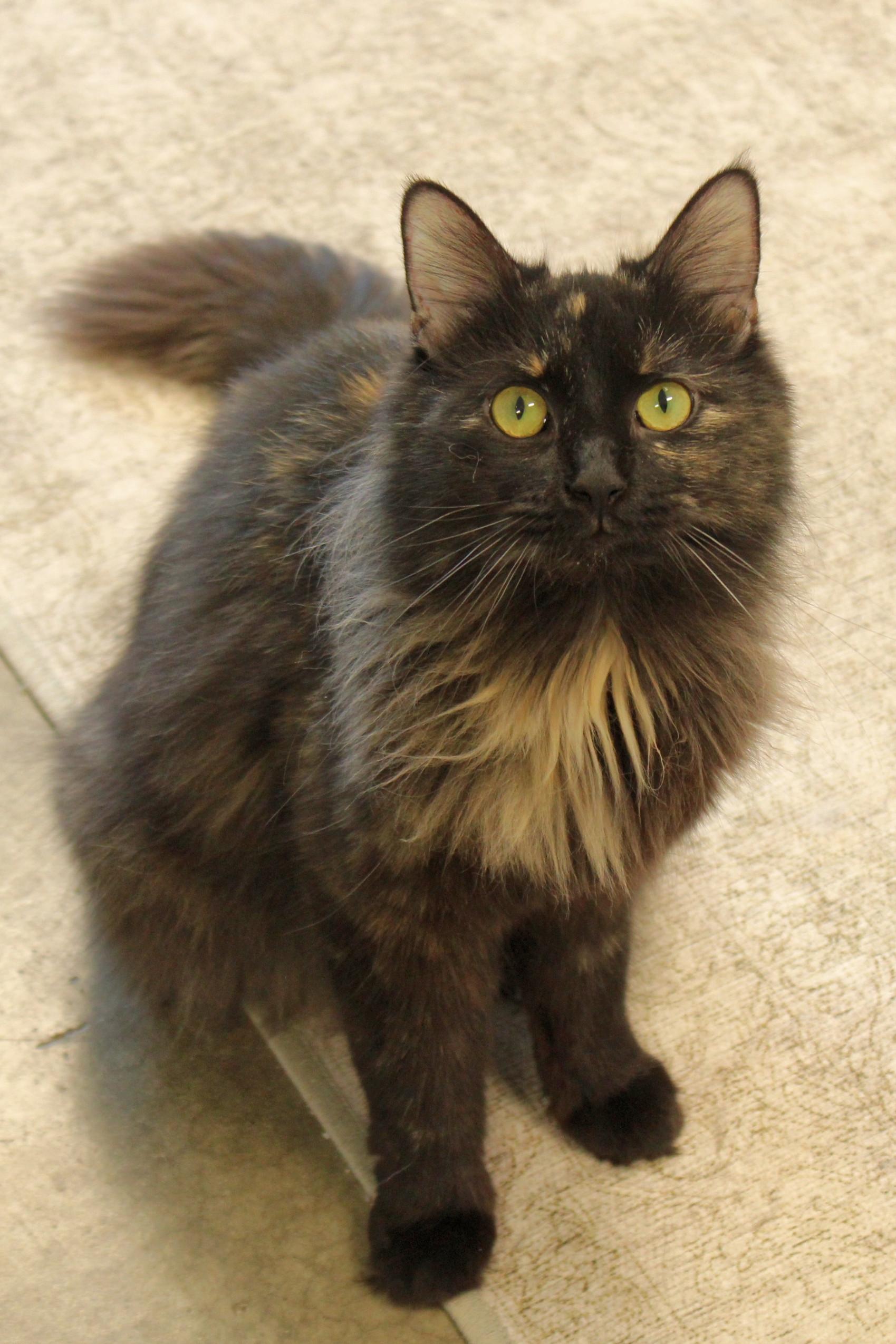 Athena photo 1