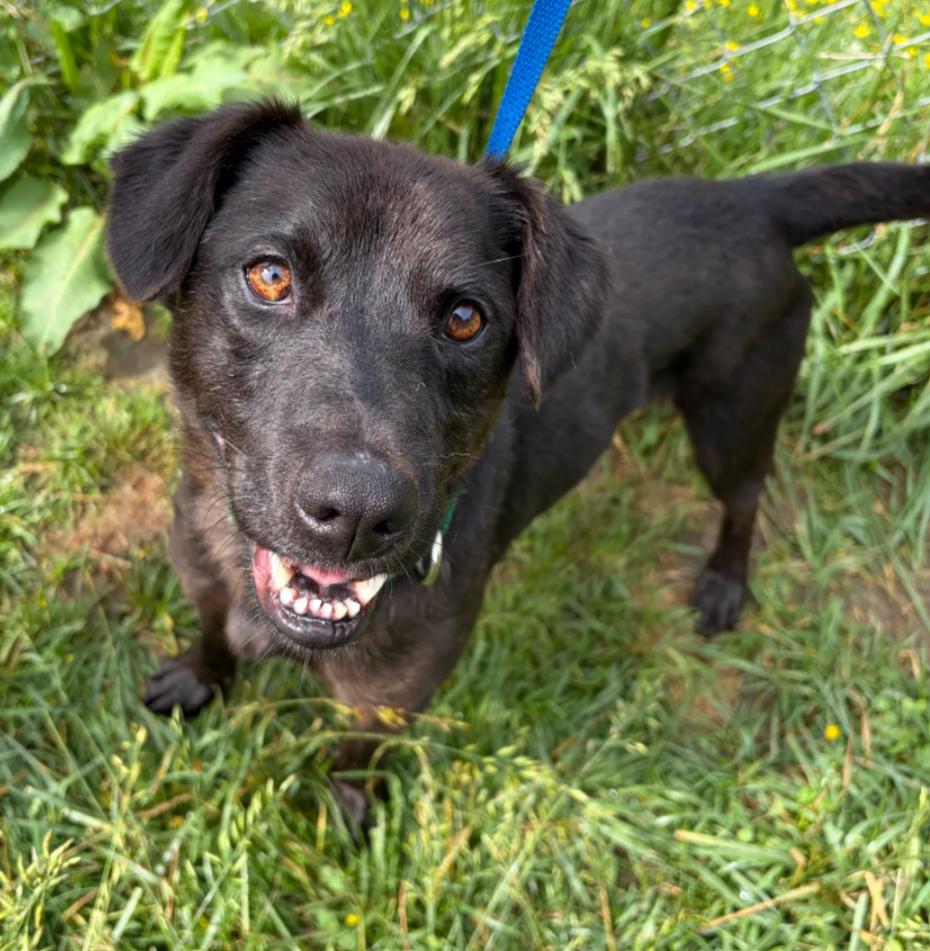 Enlarge Chewy, a Adoptable Mixed Breed in Hazard, KY image 1/3