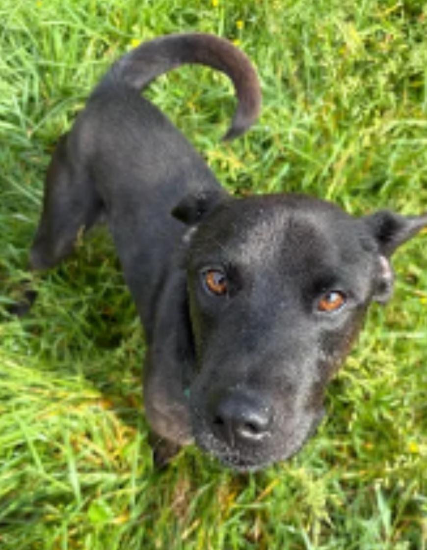 Enlarge Chewy, a Adoptable Mixed Breed in Hazard, KY image 3/3
