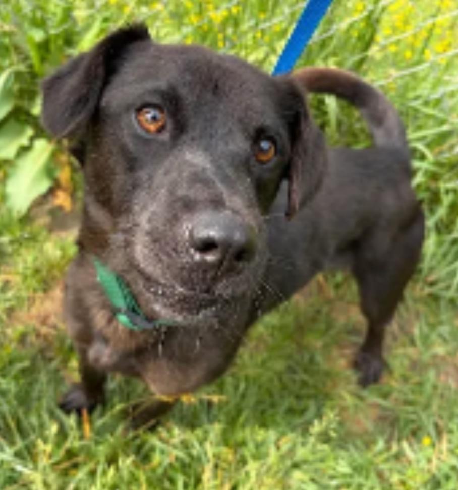Enlarge Chewy, a Adoptable Mixed Breed in Hazard, KY image 2/3