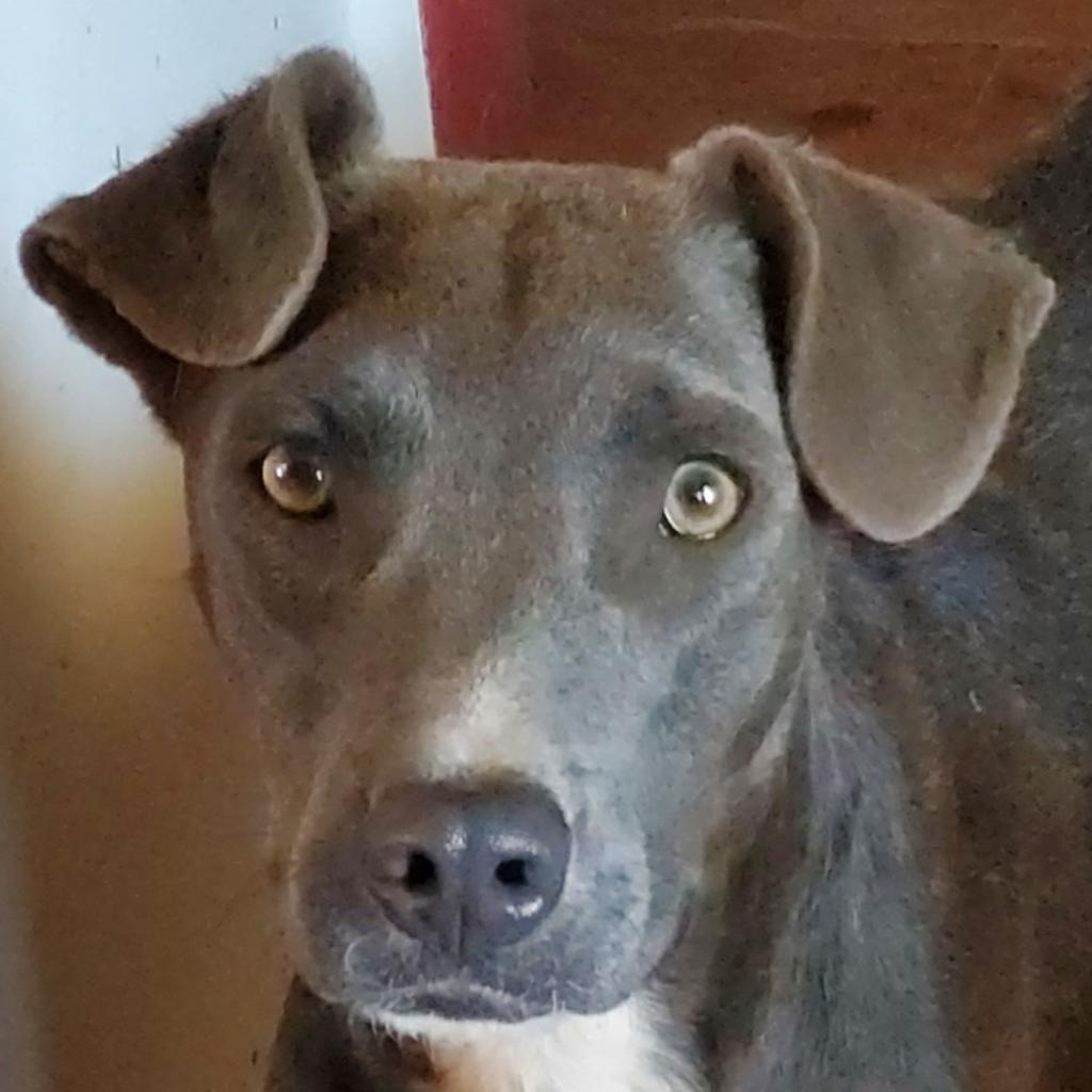 Lauren, a Adoptable mixed breed in Phoenix, AZ image 1/5