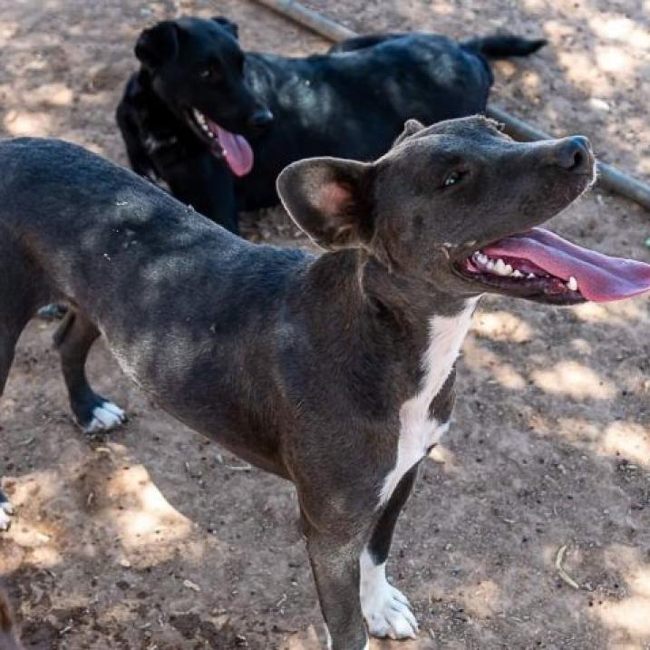 Lauren, a Adoptable mixed breed in Phoenix, AZ image 2/5