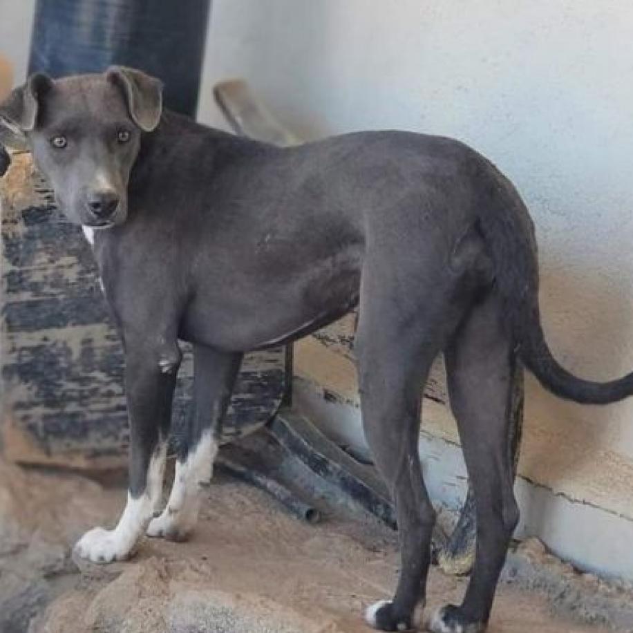 Lauren, a Adoptable mixed breed in Phoenix, AZ image 3/5