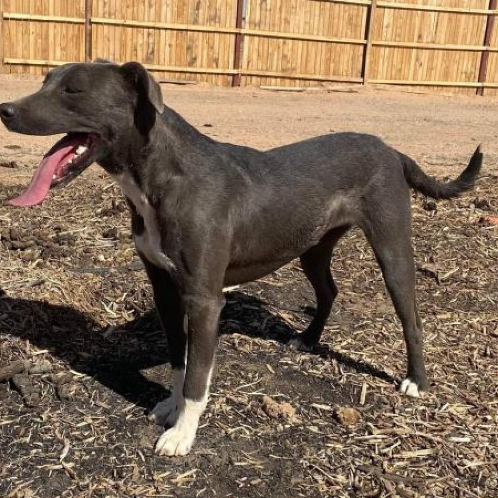 Lauren, a Adoptable mixed breed in Phoenix, AZ image 4/5