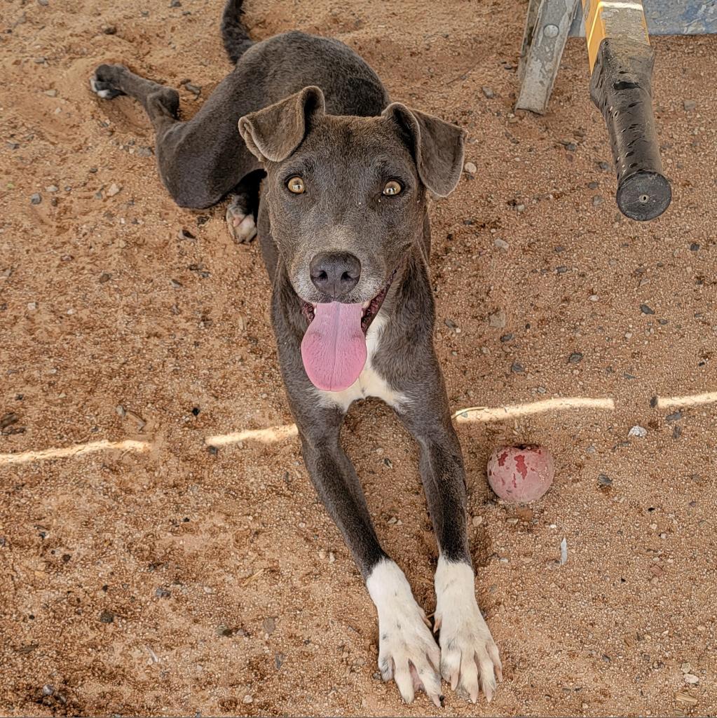 Lauren, a Adoptable mixed breed in Phoenix, AZ image 5/5