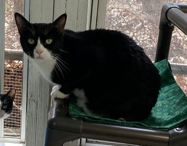 Sassy, a Adoptable Domestic Short Hair in Huntington, NY image 1/6