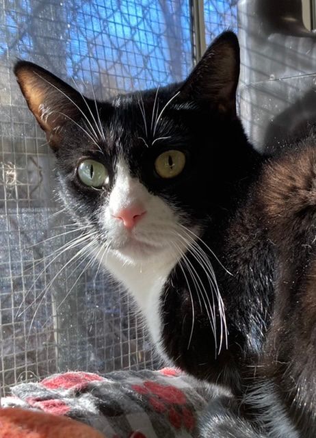 Sassy, a Adoptable Domestic Short Hair in Huntington, NY image 2/6