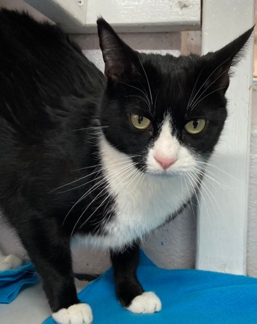 Sassy, a Adoptable Domestic Short Hair in Huntington, NY image 3/6