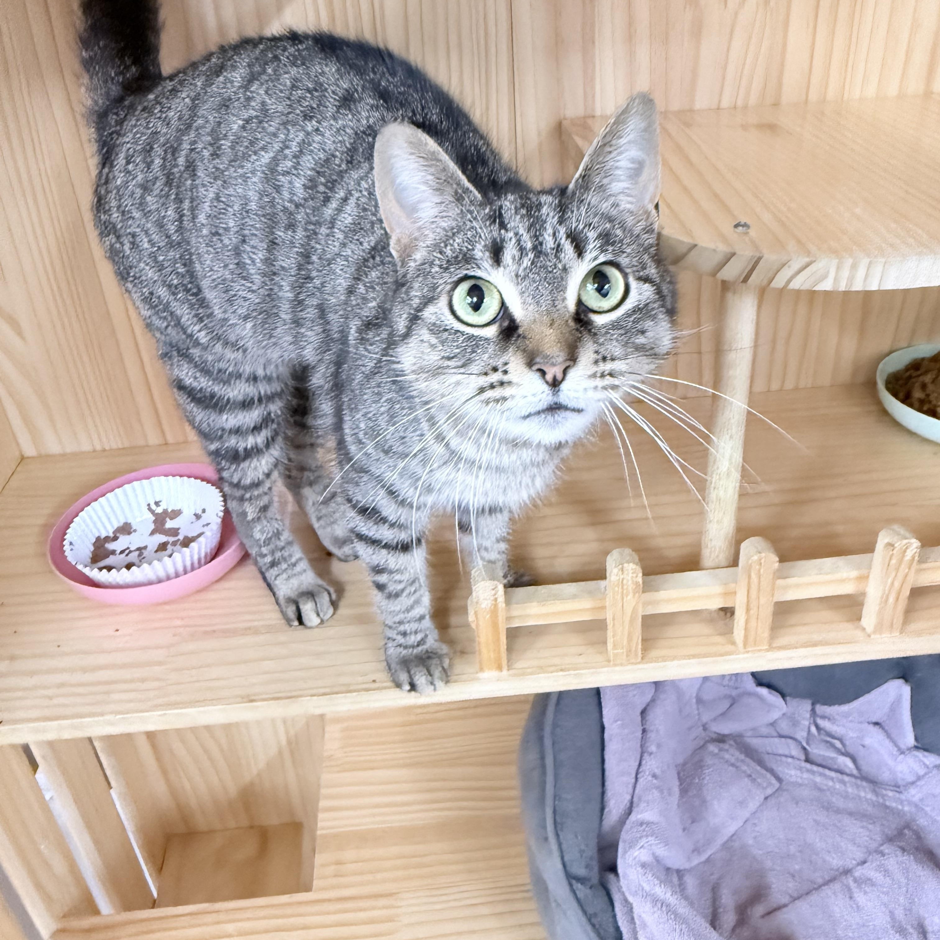 Enlarge Tovi, an adopted American Shorthair in Philadelphia, PA image 2/6