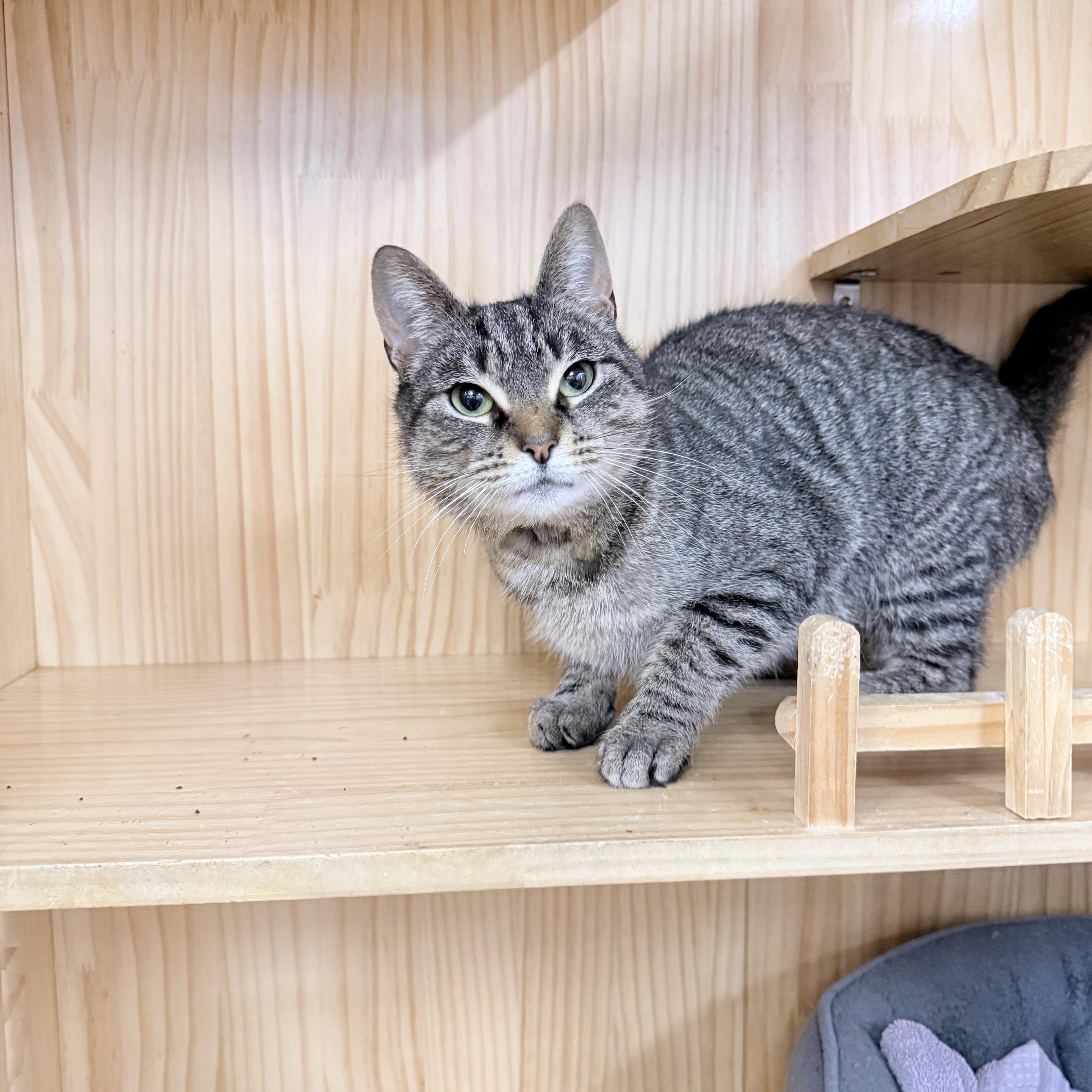 Enlarge Tovi, an adopted American Shorthair in Philadelphia, PA image 5/6