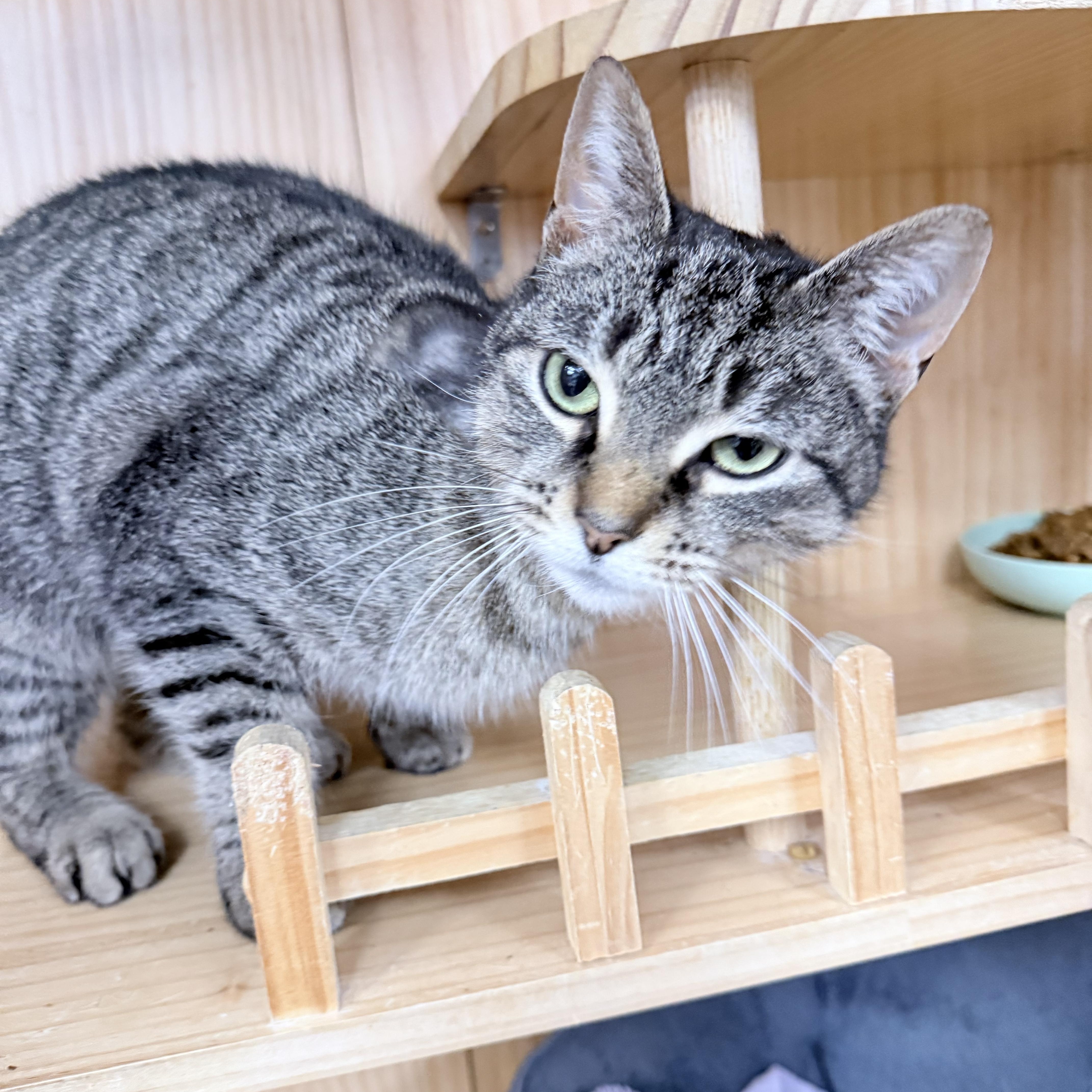 Enlarge Tovi, an adopted American Shorthair in Philadelphia, PA image 3/6