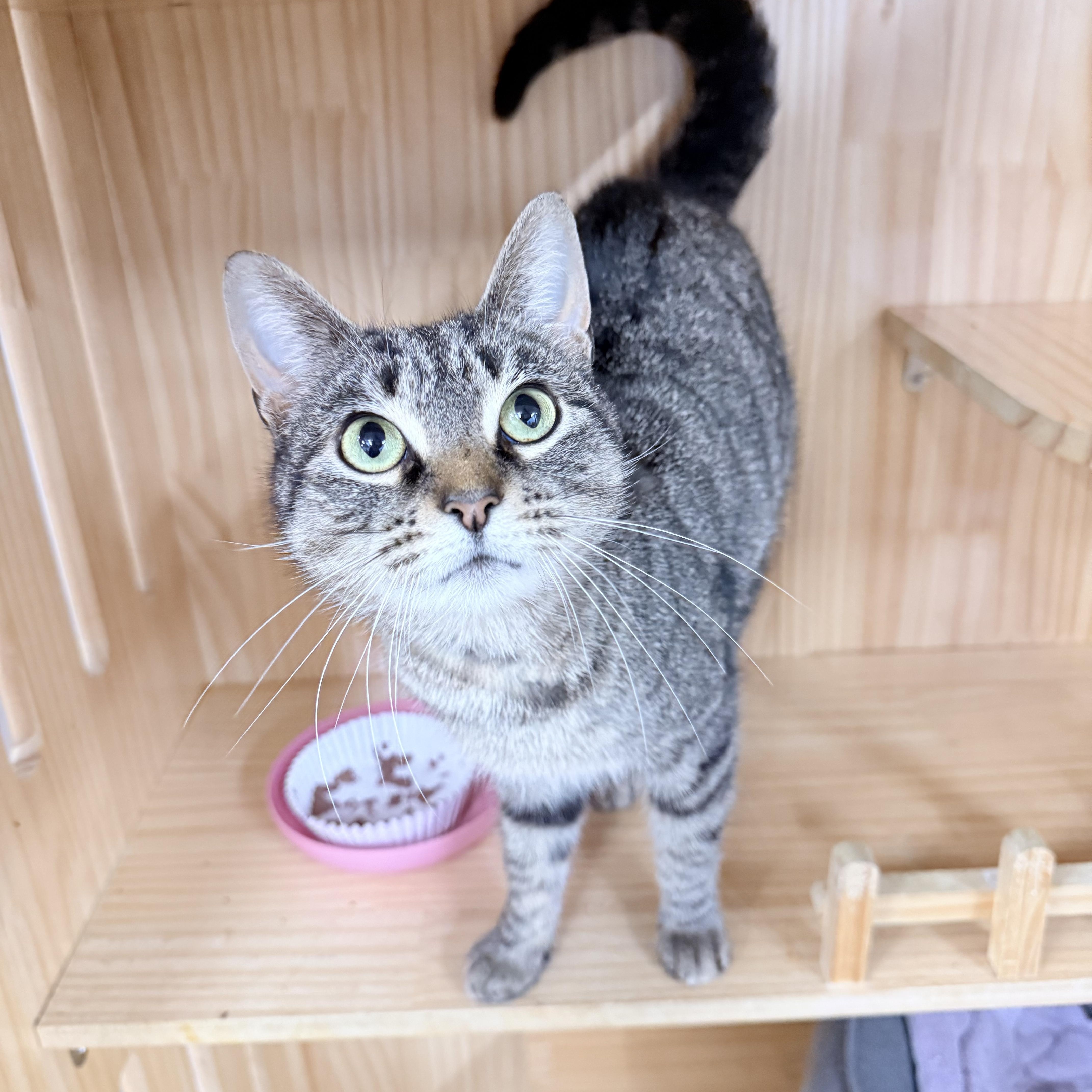 Enlarge Tovi, an adopted American Shorthair in Philadelphia, PA image 4/6