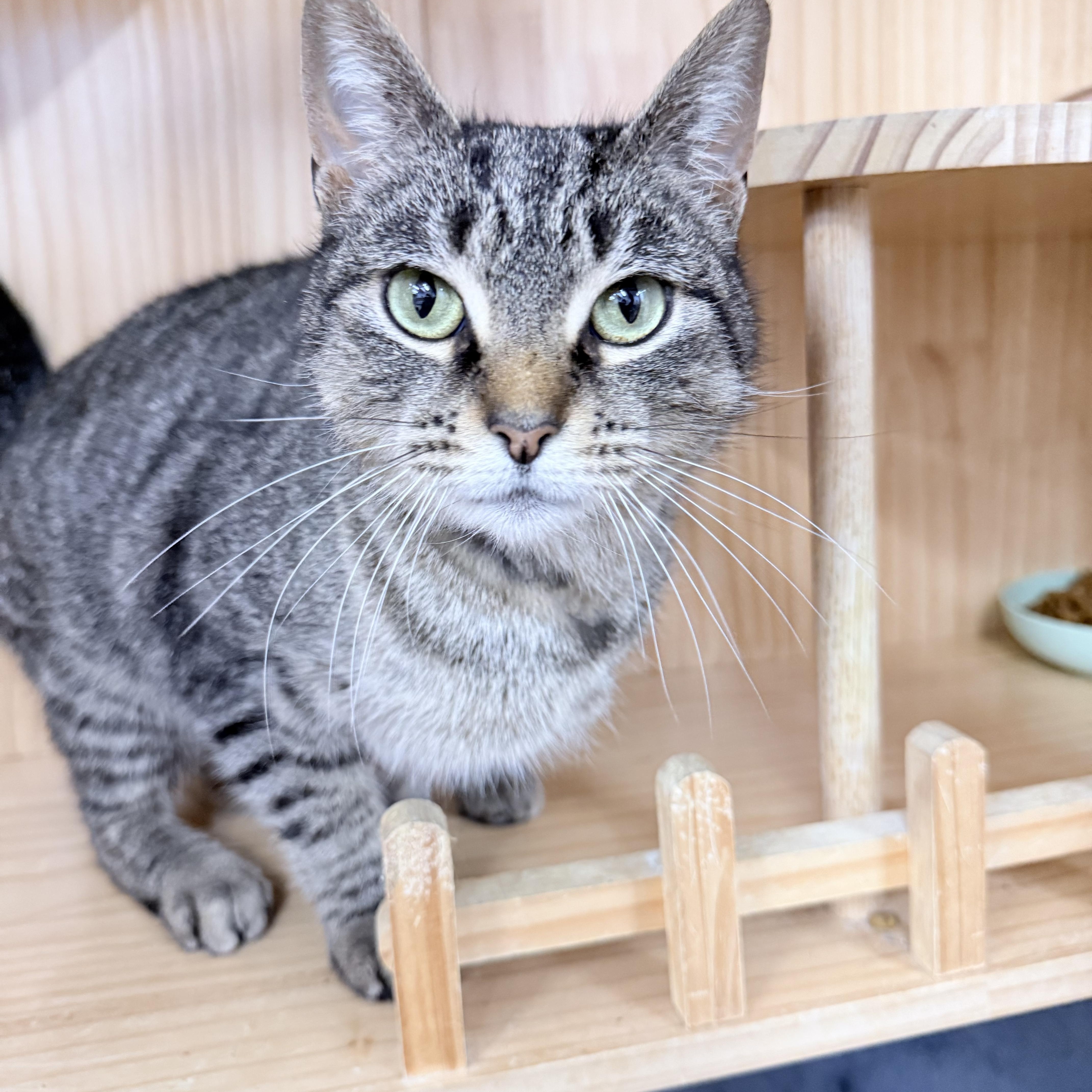 Enlarge Tovi, an adopted American Shorthair in Philadelphia, PA image 6/6