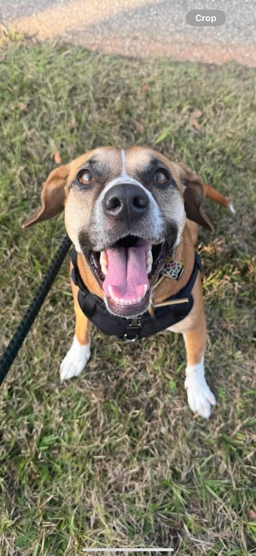 Enlarge ~ Courtesy ~ Joy , an adopted mixed breed in Mobile, AL image 5/5