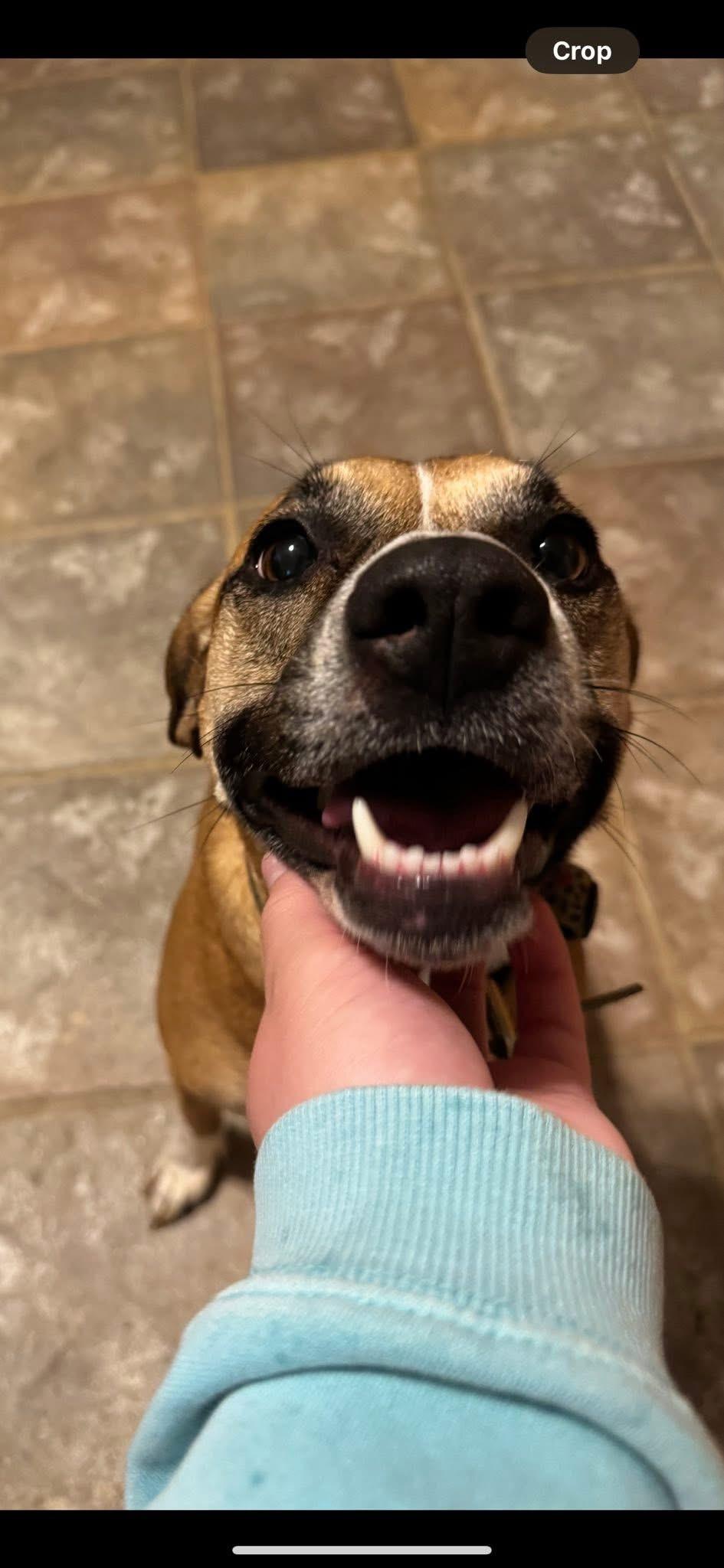 Enlarge ~ Courtesy ~ Joy , an adopted mixed breed in Mobile, AL image 4/5