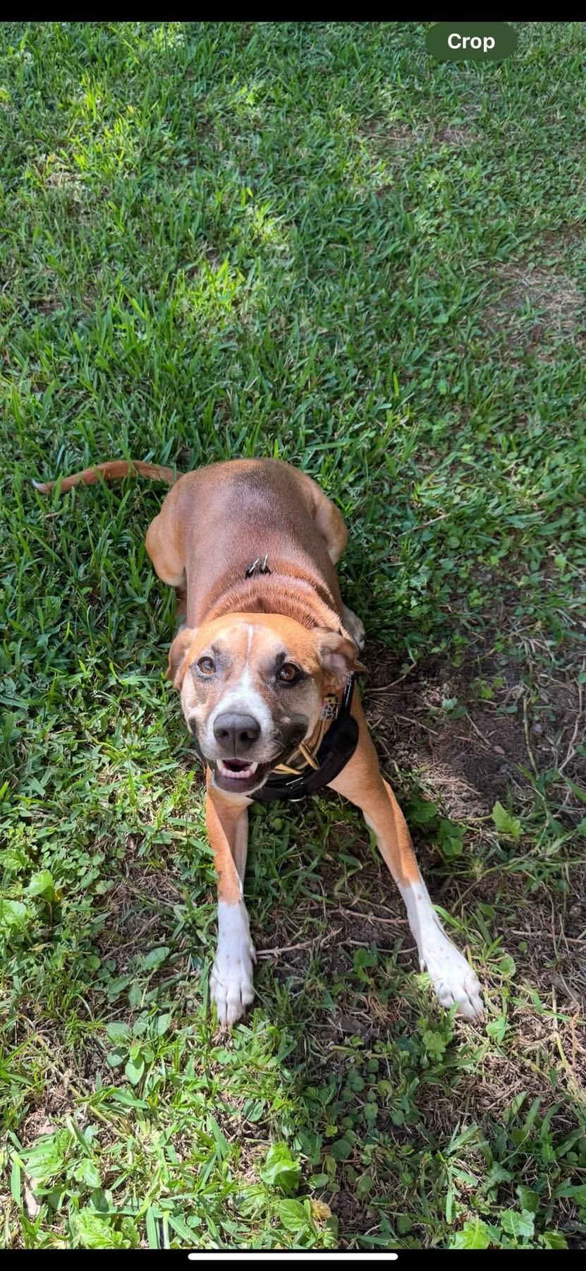 ~ Courtesy ~ Joy , adopted, Adult Female Black Mouth Cur & Hound.