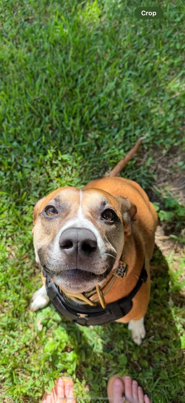 Enlarge ~ Courtesy ~ Joy , an adopted mixed breed in Mobile, AL image 2/5