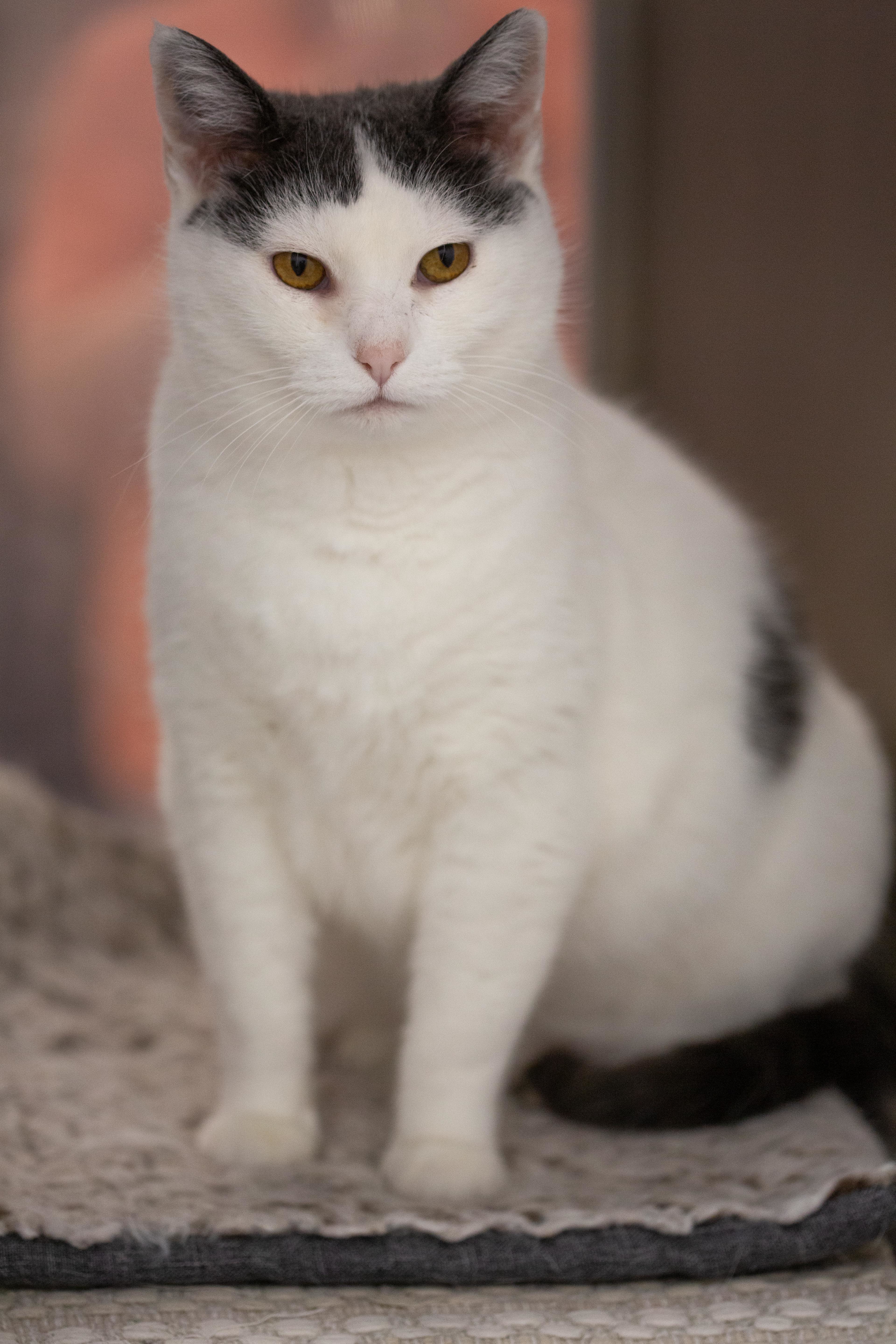 Chloe, a Adoptable Domestic Short Hair in Millville, UT image 1/4